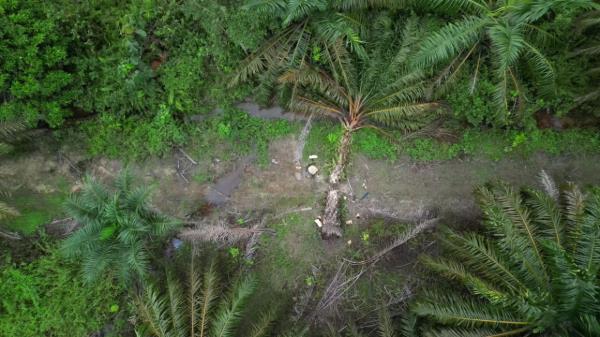 Young palm trees are particularly vulnerable as elephants can easily reach and harm the delicate growth in the centre of the tree, resulting in the immediate death of the tree.