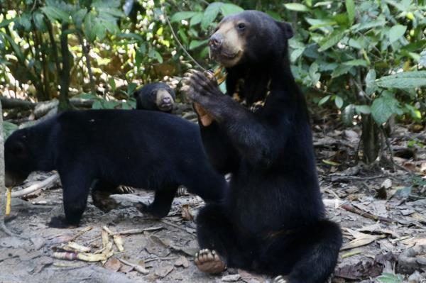 Bornean Sun Bears at the Bornean Sun Bear Conservation Centre (BSBCC) in Sandakan, Sabah. It is the smallest bear sub-species in the world. BSBSCC is one of the winners of the Star Golden Hearts Award 2023. — FAIHAN GHANI/The Star