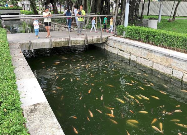o<em></em>nce upon a time: A file picture of the o<em></em>nce pristine canal filled with koi and other fish. — ZHAFARAN NASIB/The Star