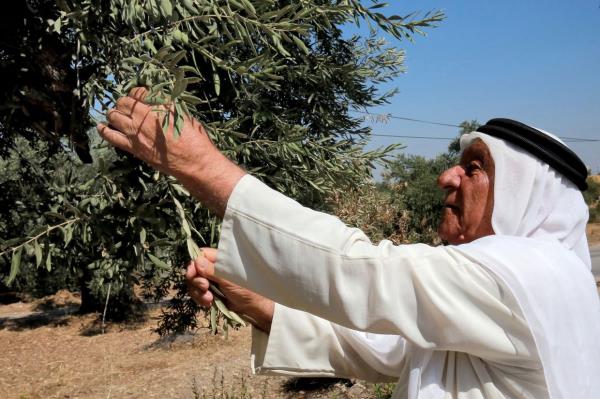 Jordan has 11 million olive trees in groves that make up 20% of all cultivated land in the country. Photo: AFP 