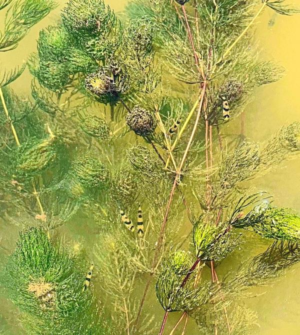 Tiger barbs swimming close to the water surface.