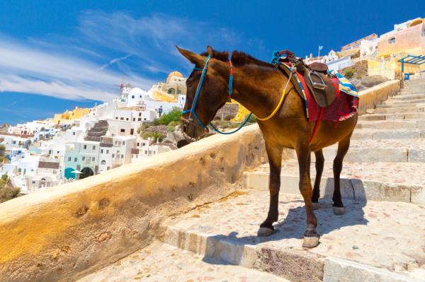 While taking in the breathtaking views of Santorini, is it really necessary to ride an overstressed donkey, that has to bear your weight and climb steep uphills and downhills all day long?