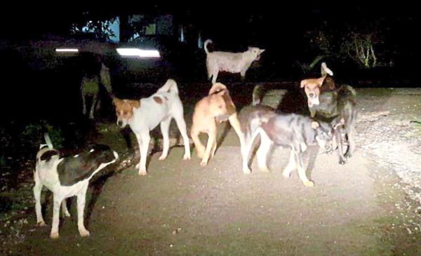 Strays are often the source of rabies, spreading the virus to domestic animals and humans via bites or scratches.