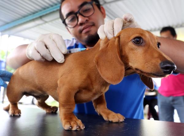 Dogs need to get vaccinated against rabies annually, as the protection wears off within a year.