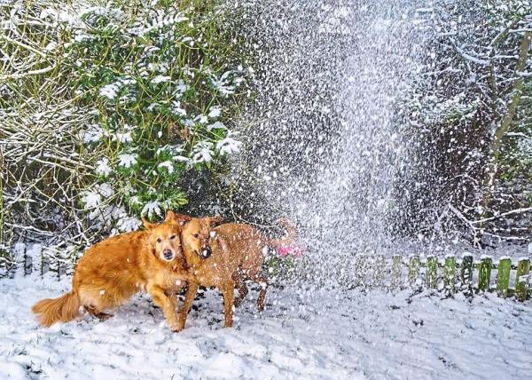 Rolls and Bentley enjoying the snow. Photo: Cheryl Ellron