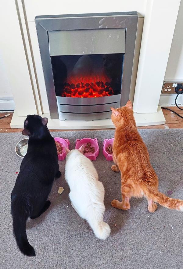 Target Inkie and Tic Tac enjoying dinner by the fire. Photo: Ellen Whyte