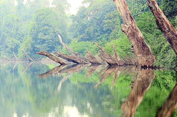The tree stumps in Kenyir Lake are the spots to fish for sebarau and toman, wher<em></em>e they hide to hunt their prey.