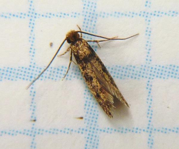To prevent plaster bagworms from reproducing, it is essential to apply insecticides and co<em></em>nduct regular cleaning, especially of humid areas in the home. — Dendroica cerulea/Flickr