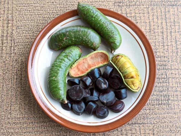 Ulam is an umbrella term used to describe various kinds of edible plants in Malaysia, like kerdas (pictured here). The pods and shoots of kerdas are typically eaten raw with condiments. — ERIC OLMEDO
