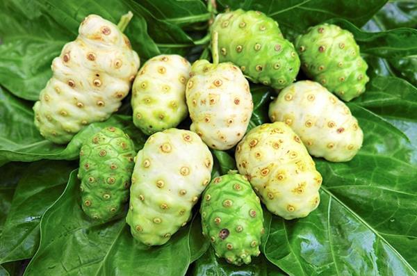 There are various kinds of ulam in Malaysia, like daun mengkudu, which is typically blanched or eaten with condiments. — ERIC OLMEDO