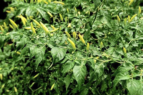 There will be at least 40 different kinds of ulam grown in the ulam garden that Wong and Olmedo are working on putting together with the help of a botanist and a landscape architect. — FILEPIC