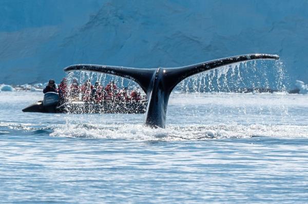 The tail fluke of a whale seen above water. What a sight to behold. — DR ALEX TAN