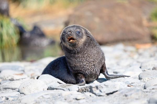 A seal pup possibly looking for its mother. — DR ALEX TAN