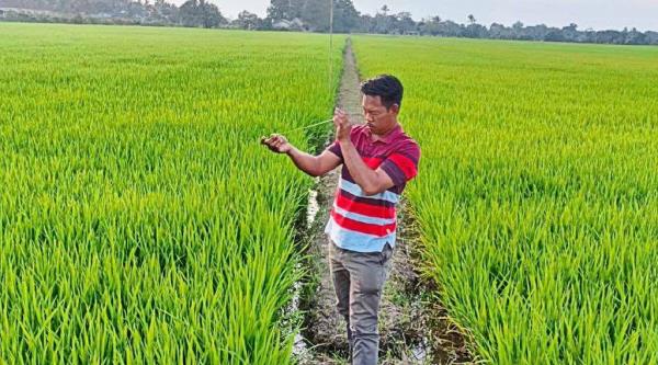 Mohd Amirul took advantage of the capital facilities offered by Mada’s agropreneur programme when he was 18, after sitting for his SPM. — Bernama