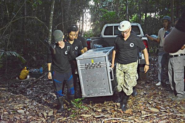 Wong (right) leading his staff on a mission to release a sun bear back into the wild.