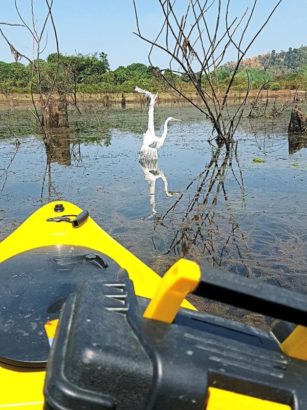 White egret dangling motio<em></em>nlessly with its wing splayed open, snagged on fishing line wrapped around branches.