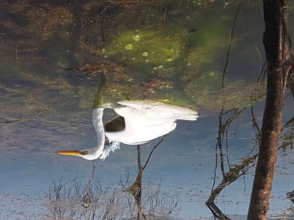 The egret is free at last, but with a broken wing.
