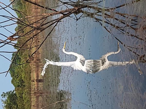 A close up of the entangled egret.