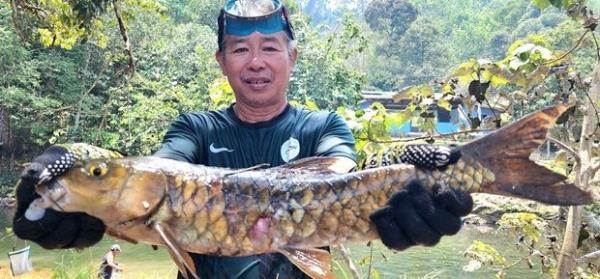 Soibon Kinsong, the Kampung Kitapol Bombon Community chairman, showing an infected fish harvested from the Mantaranau-Kitapol River in Kiulu.