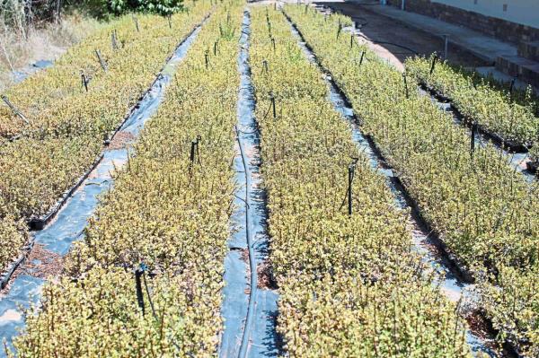 Thousands of spekboom plants are seen in the nursery.
