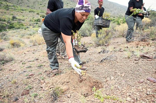 Workers rehabilitate degraded veld by planting Spekboom back into the landscape wher<em></em>e it used to occur naturally, and repairing areas affected by erosion.