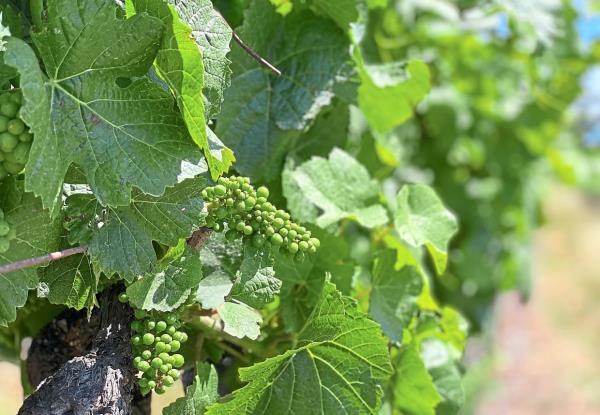 The climate in So<em></em>noma County is favourable for growing wine as it has a long history here.