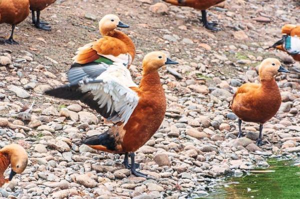 Whistling ducks pass through the Vain Lagoon when travelling between northern Europe and Africa.