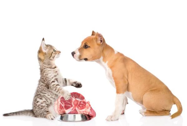 The cat is a strictly carnivorous animal whose digestive system is uniquely adapted to animal proteins.