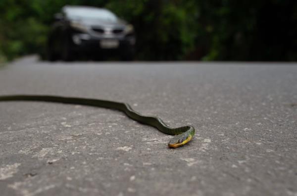 A dead snake is pictured on the Roberto Burle Marx road in west Rio de Janeiro on April 17, 2024. — AFP