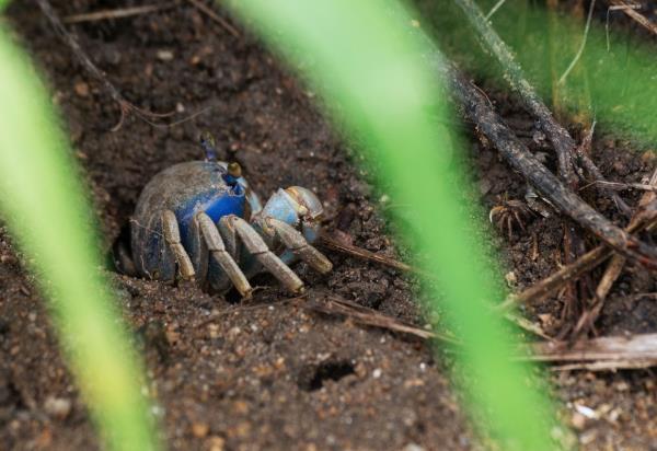 Guaiamum (Cardisoma guanhumi), blue land crab, enlisted as Critically Endangered is pictured on a mangrove in the surroundings of Roberto Burle Marx road in west Rio de Janeiro on April 17, 2024. — AFP