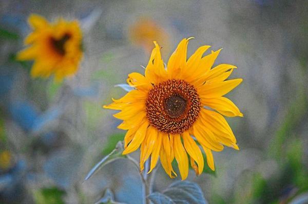 As Barbara Lawson began to process her grief, she planted more colourful plants, such as sunflowers, in her garden.