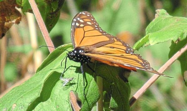 After discovering caterpillars in her backyard, Barbara Lawson decided to raise monarch butterflies in her garden, and they transitioned into fully formed butterflies on her mother’s birthday, she says.