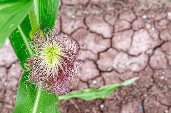 A corn plant blooms despite drought. Barbara Lawson’s therapist suggested gardening so she first planted vegetables and fruits, before later embracing flowers.