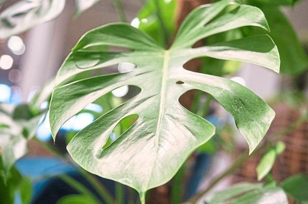 Barbara Lawson created an oasis of space with plants such as the monstera.