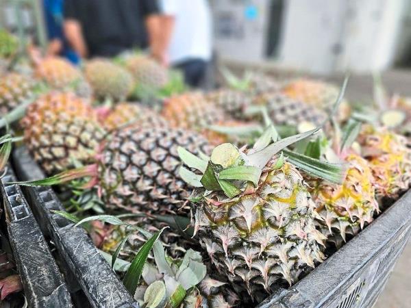 快速检查：菠萝曾经是英国财富的象征吗？