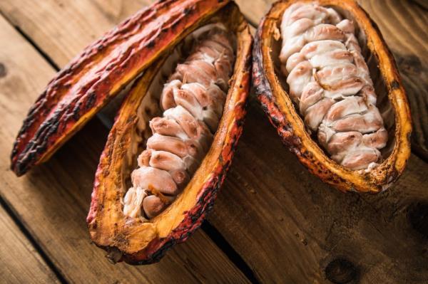 As the cocoa beans o<em></em>nly make up a relatively small proportion of the harvested fruit, both the land area and greenhouse gas emissions associated with this crop are comparatively high. — Photo: Christin Klose/dpa