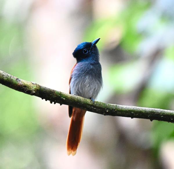 Blyth’s paradise flycatcher is among the various birds found in Malaysia. — AFIQ ABDUL RAHMAN