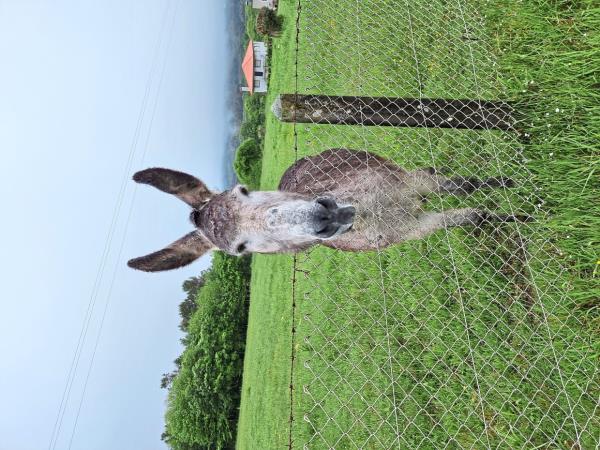 Besides humans, you may also get to meet four-legged friends on your walk.