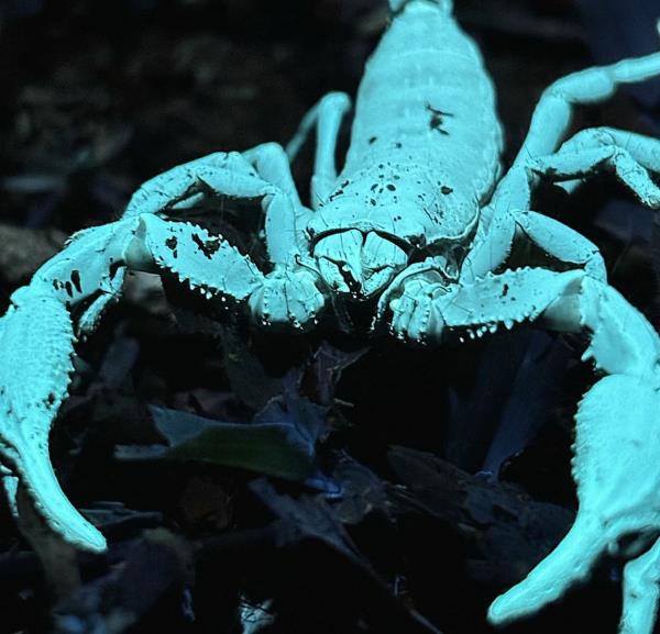With the right camera and lens, you can capture the fine black bristles on the scorpion's body that do not glow like the rest of it