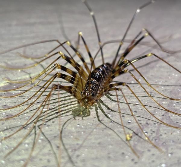 How a house centipede looks like under natural light.
