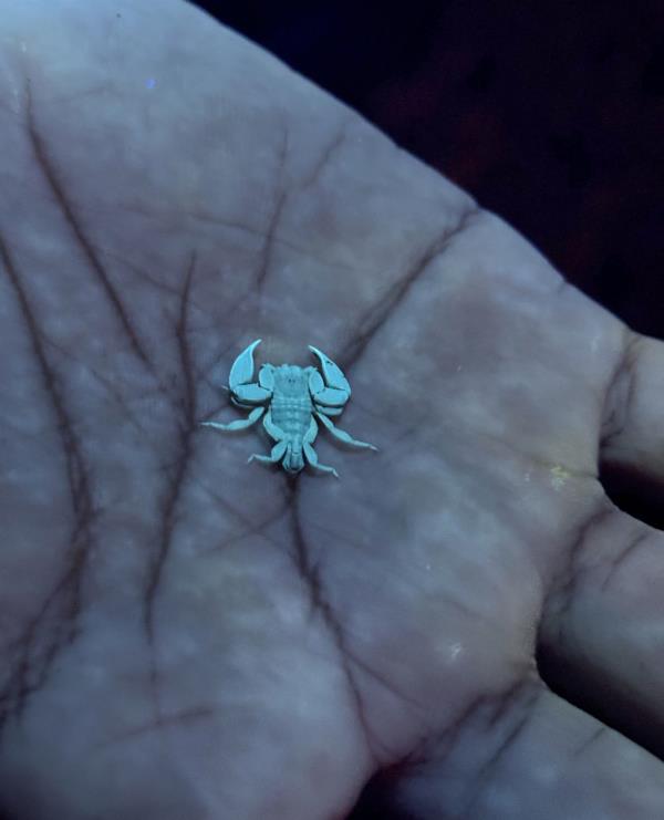 A glowing baby scorpion