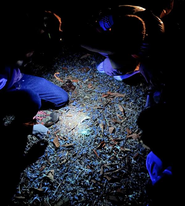 A group of night hikers finds a scorpion glowing under uv light.