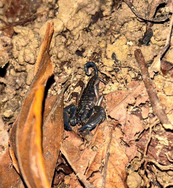 A black scorpion under natural light