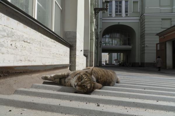 A cat that lives in the ba<em></em>sement of the 'State Hermitage Museum' in St. Petersburg, Russia, April 10, 2024. (AP Photo/Kirill Zarubin)