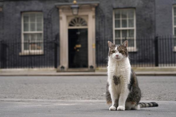 Larry the cat, Chief Mouser to the Cabinet Office, poses for the cameras outside 10 Downing Street in London, on March 13, 2024.  (AP Photo/Alberto Pezzali, File)