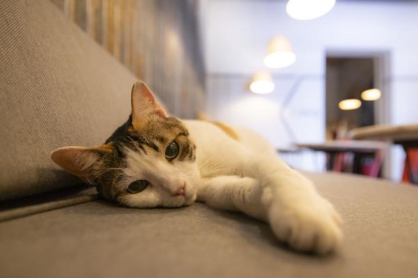 Tuesday, a female cat who lives inside the 'Cuartel de Ballaja' in San Juan, Puerto Rico, Thursday, March. 28, 2024. (AP Photo/Alejandro Granadillo)