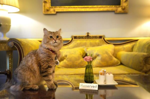 Lilibet the cat, who is a Siberian Forest Cat and lives in the Lanesborough Hotel in London, Wednesday, March 13, 2024. (AP Photo/Kirsty Wigglesworth)