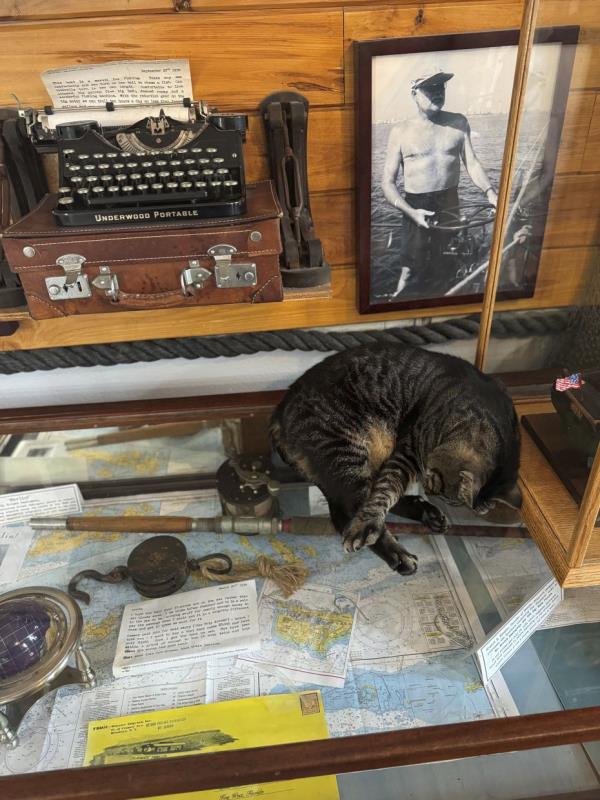 A cat lies on a showcase at the Hemingway House museum in Key West, Florida, March 22, 2024. (AP Photo by Kaitlyn Braverman)