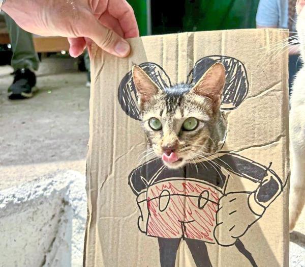 Children volunteer at Cat Beach to make toys for cats. — Cat Beach Sanctuary/Instagram