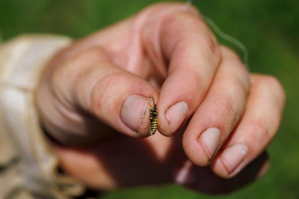 Davis holding a male Dolichovespula arenaria, or aerial yellowjacket.